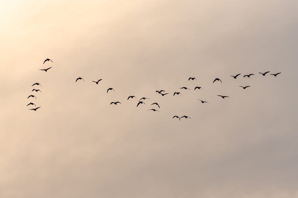 Il mondo sta perdendo specie migratorie a ritmi allarmanti