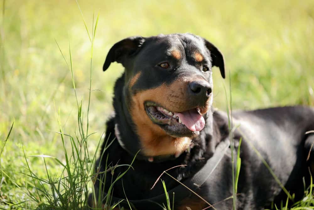 Sterilizzare i cani: aumenta o diminuisce l’aspettativa di vita? Un nuovo studio cambia le prospettive