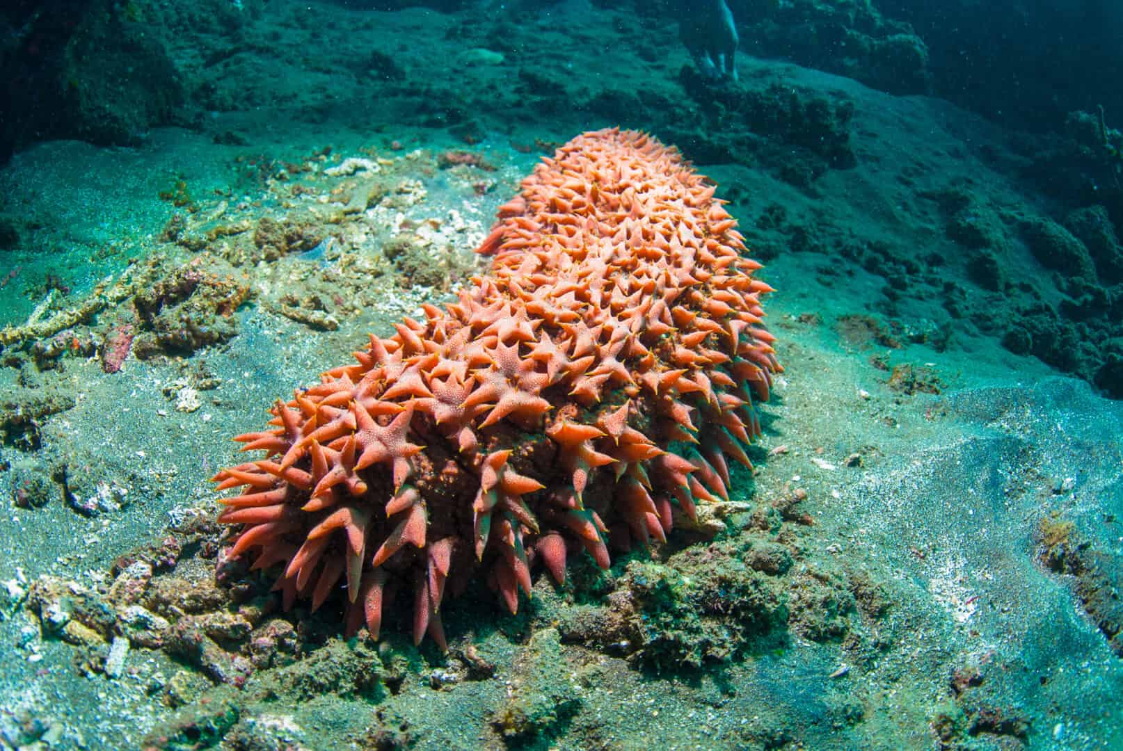Tre nuove specie di cetrioli di mare scoperte con un numero ridicolo di piedi tubolari