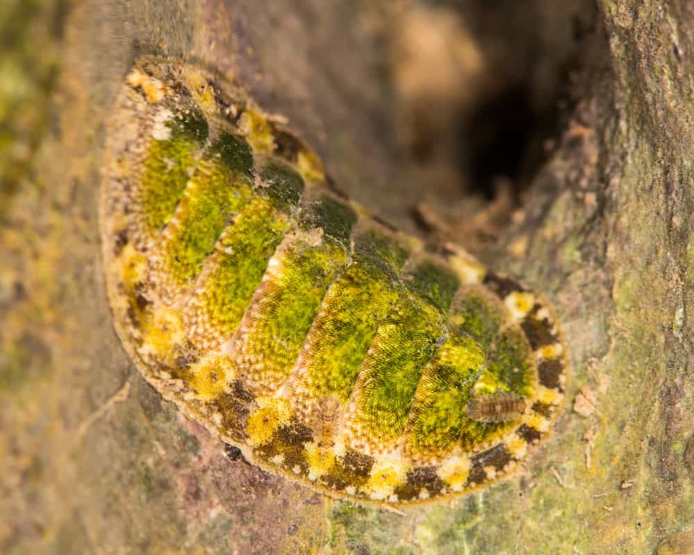 Strane creature marine ricoperte di occhi: ecco come si sono evoluti