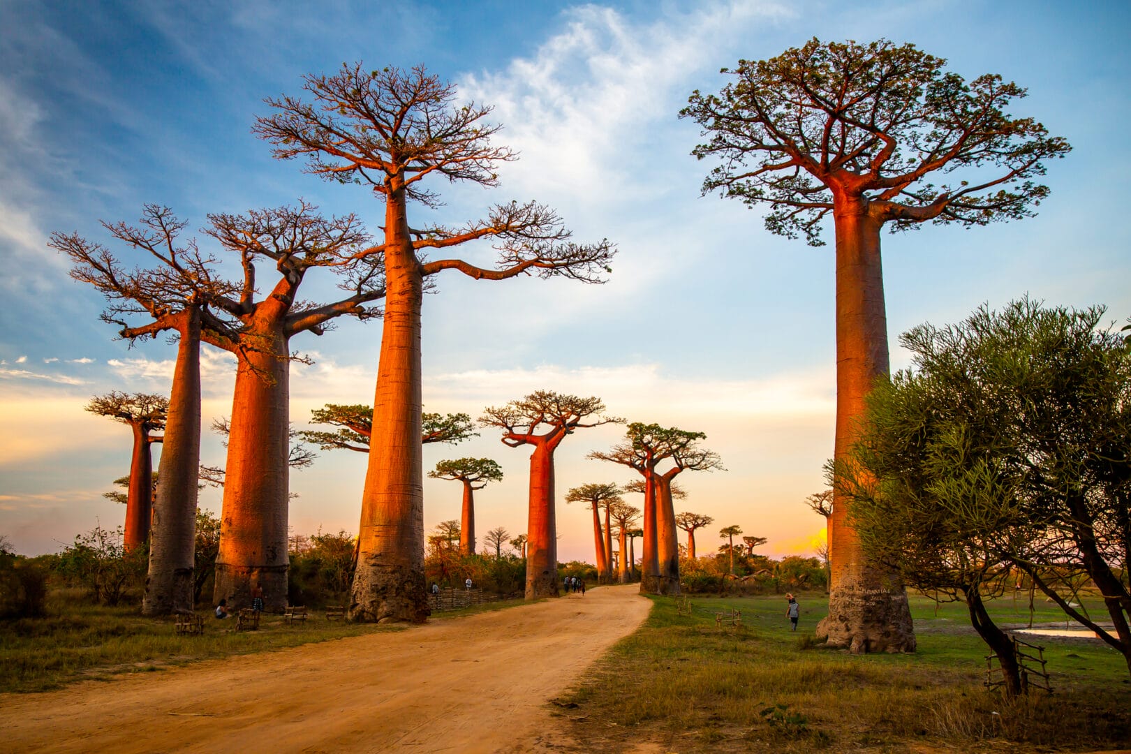Madagascar: Oasi di vita unica al Mondo
