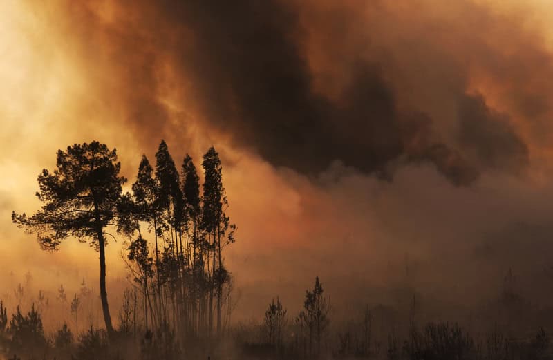 Strategie avanzate per la prevenzione degli incendi boschivi nel contesto del cambiamento climatico