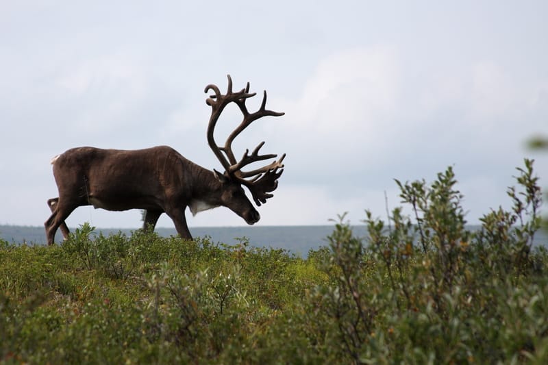 Otto esperienze spettacolari con la fauna selvatica in Canada
