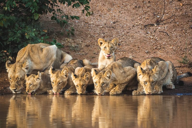 Dati selvaggi: come i sensori animali rivoluzionano le osservazioni della Terra