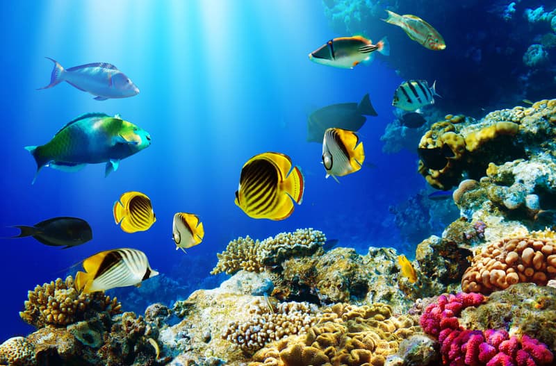Verso un futuro sostenibile: l’essenziale gestione delle risorse ittiche per la salvaguardia dell’ecosistema marino