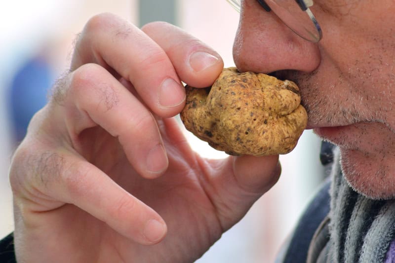 Cacciatori di tartufi contro produttori di vino: il cambiamento climatico in Italia