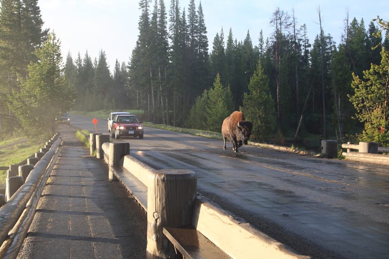 Yellowstone e altri 8 parchi nazionali ricevono fondi per salvare alberi da funghi letali