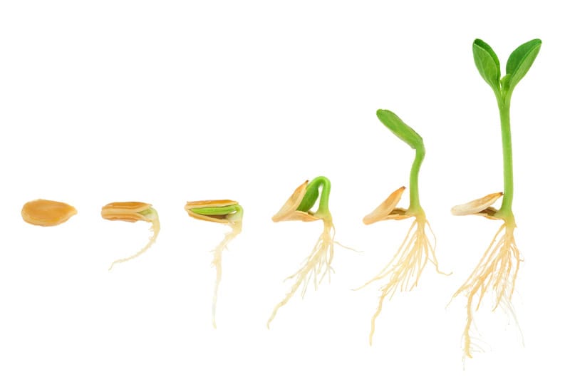 Le banche di semi come baluardi della biodiversità: una strategia cruciale per la conservazione delle specie vegetali