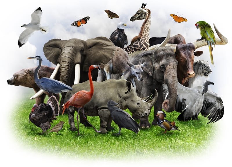 Strategie di sopravvivenza: come le specie animali si adattano ai cambiamenti climatici