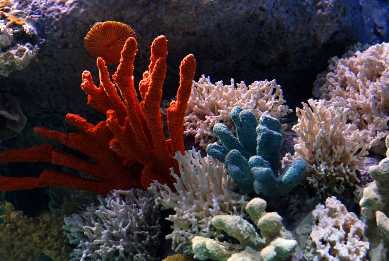 Scoperta una superstrada di coralli nascosta nell’Oceano Indiano