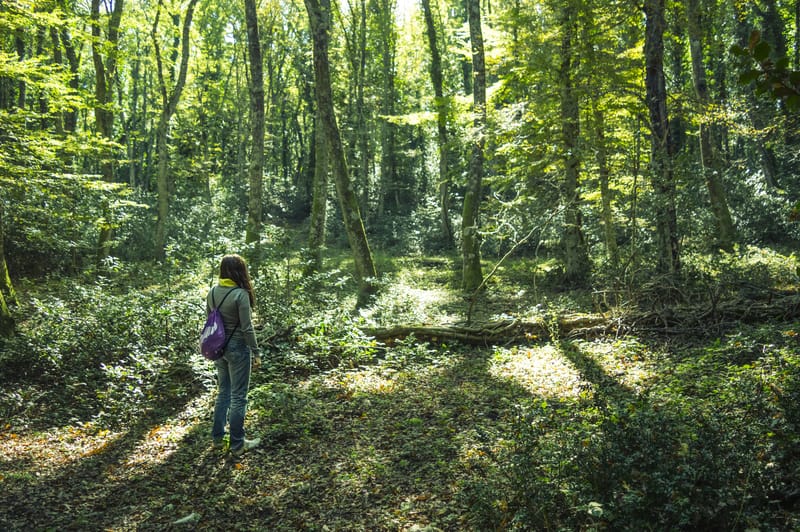 Pericoli della riforestazione: rischi nascosti dei progetti in Africa