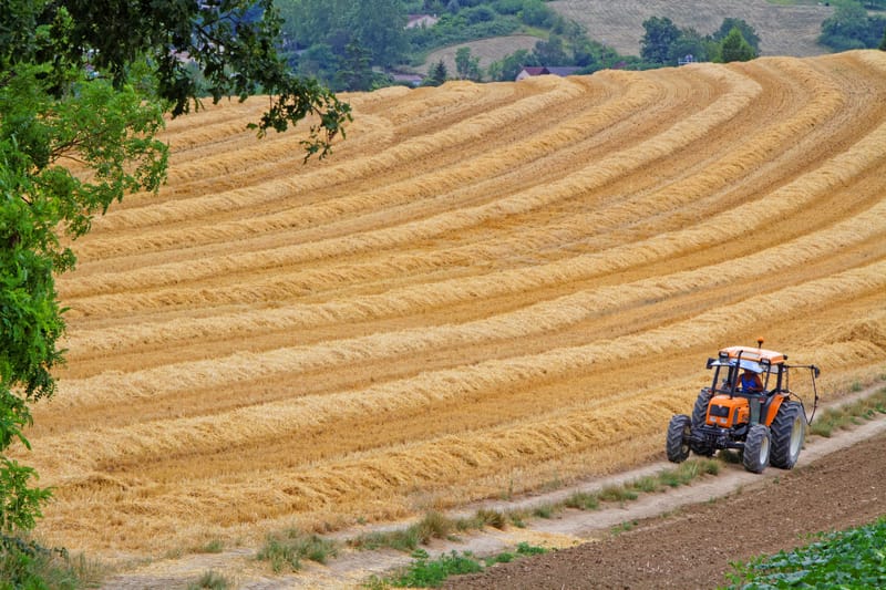 Piantare rocce vulcaniche nei campi agricoli potrebbe rivoluzionare la cattura del carbonio