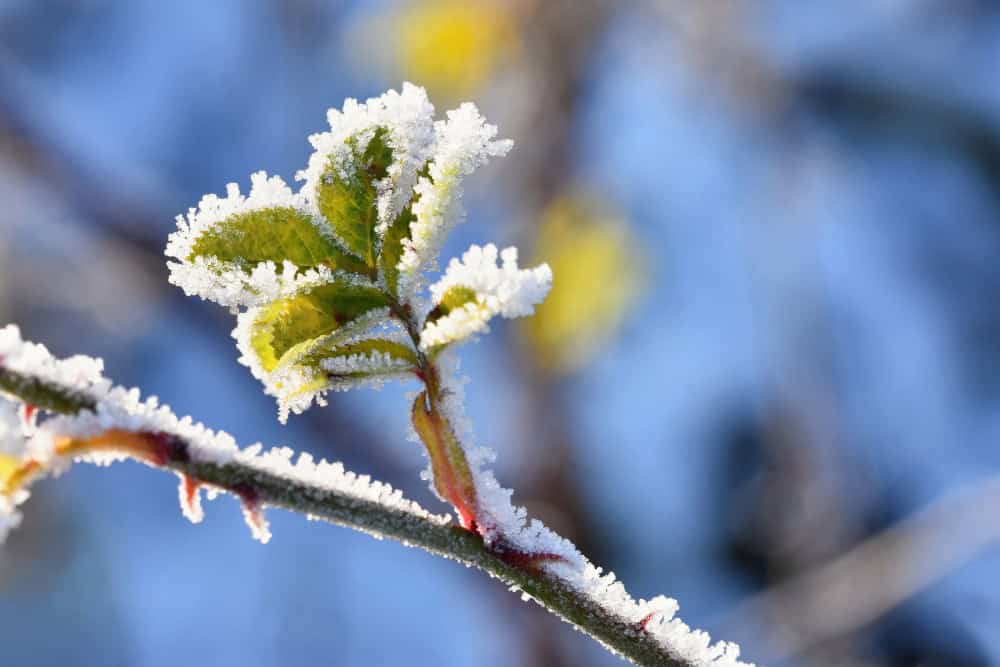 Freddo ​e ⁢neve nell’est degli Stati Uniti: a milioni si svegliano al gelo nel primo giorno di primavera