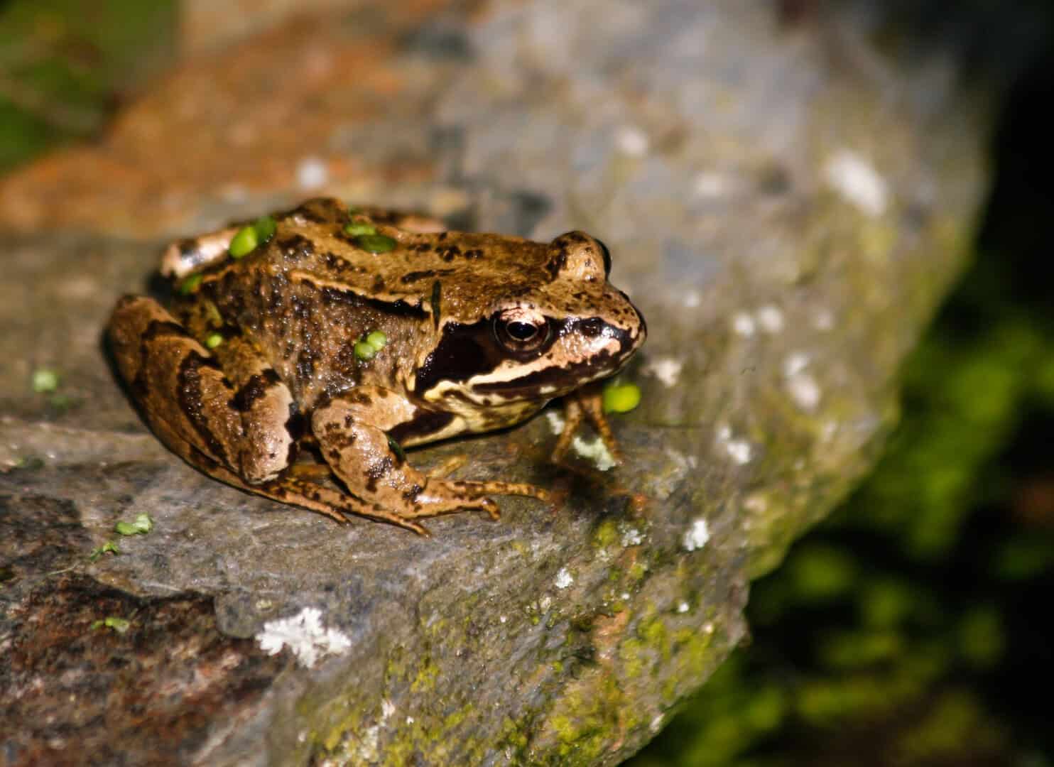 Scoperto “Kermit”, antenato anfibio di 270 milioni di anni fa