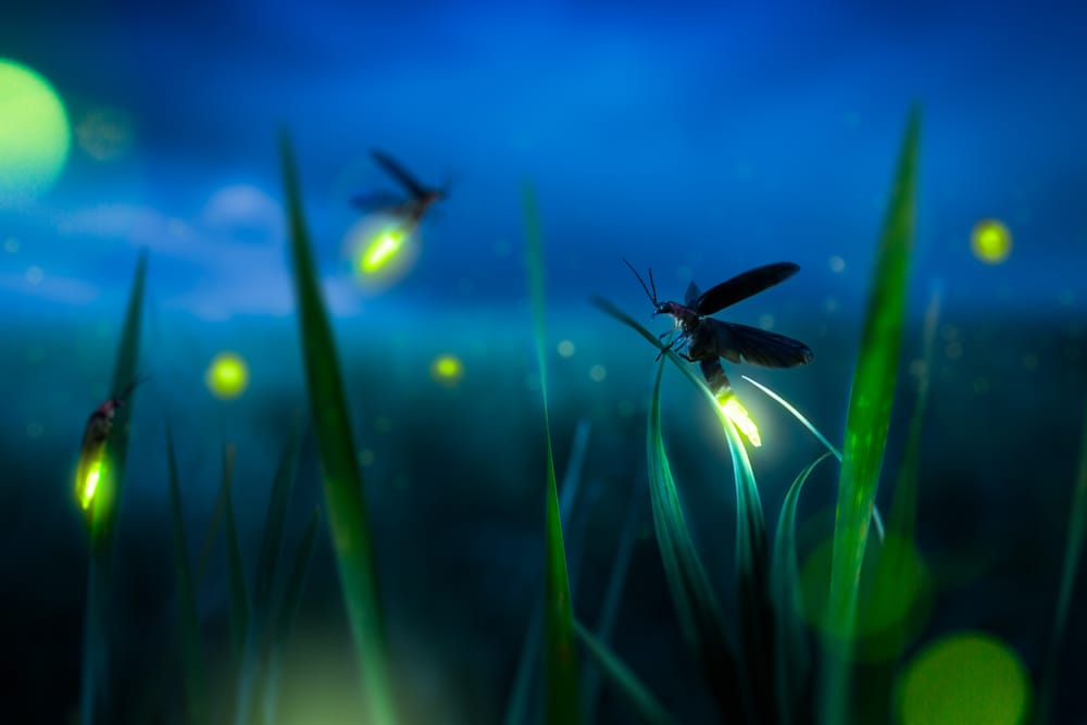 Come mai le lucciole emettono luce? La genetica rivela la risposta