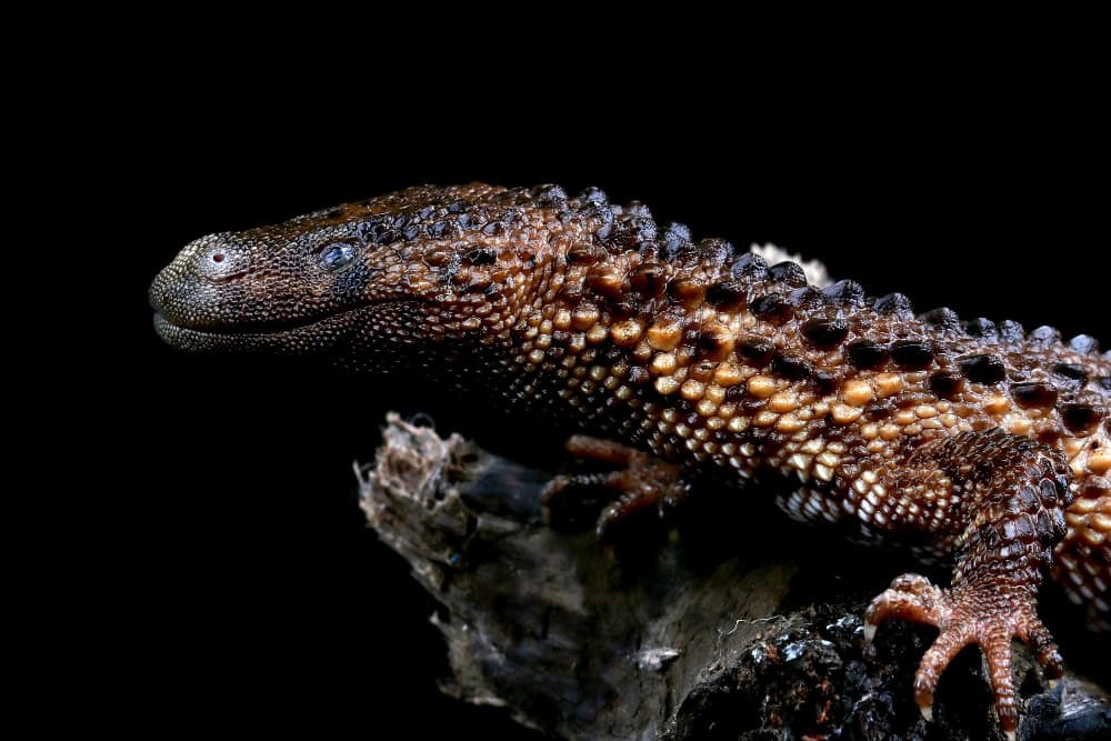 Scoperta nuova lucertola marina con denti a pugnale: un predatore dei mari ai tempi dei dinosauri 23 Scoperta nuova lucertola marina con denti a pugnale: un predatore dei mari ai tempi dei dinosauri
