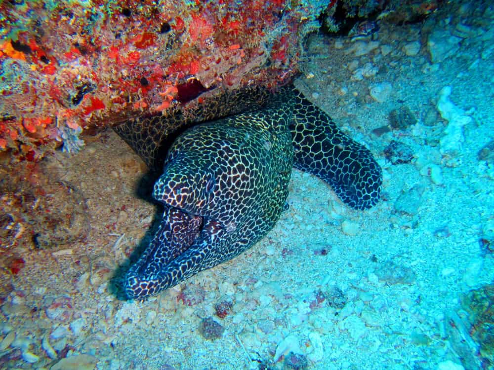 Isola di Mafia, Tanzania: immersioni nelle profondità incontaminate