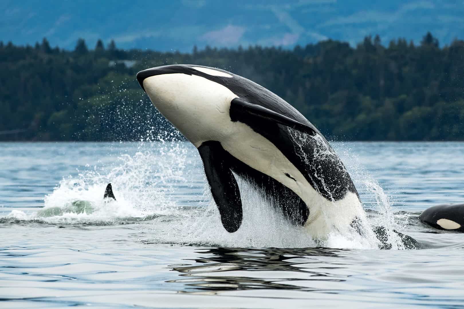 Duecento anni dopo confermati i sospetti: le orche non appartengono a un’unica specie