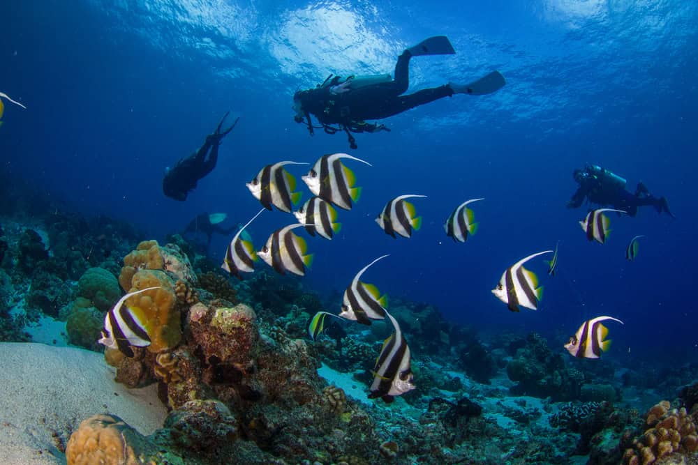 Rangiroa, Polinesia Francese: il sogno supremo di ogni sub che si rispetti