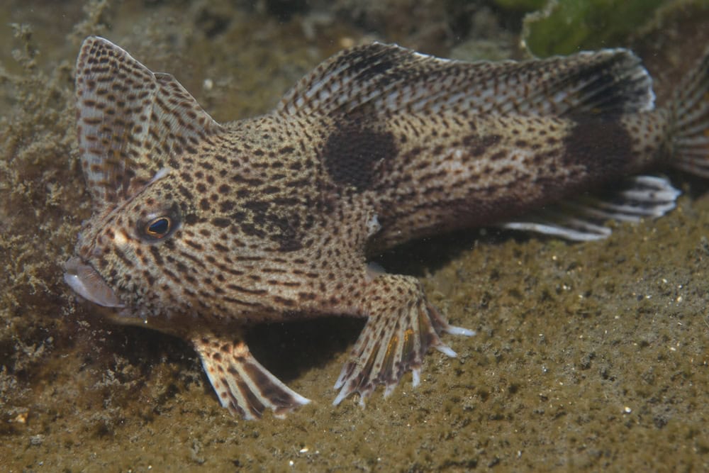 red handfish