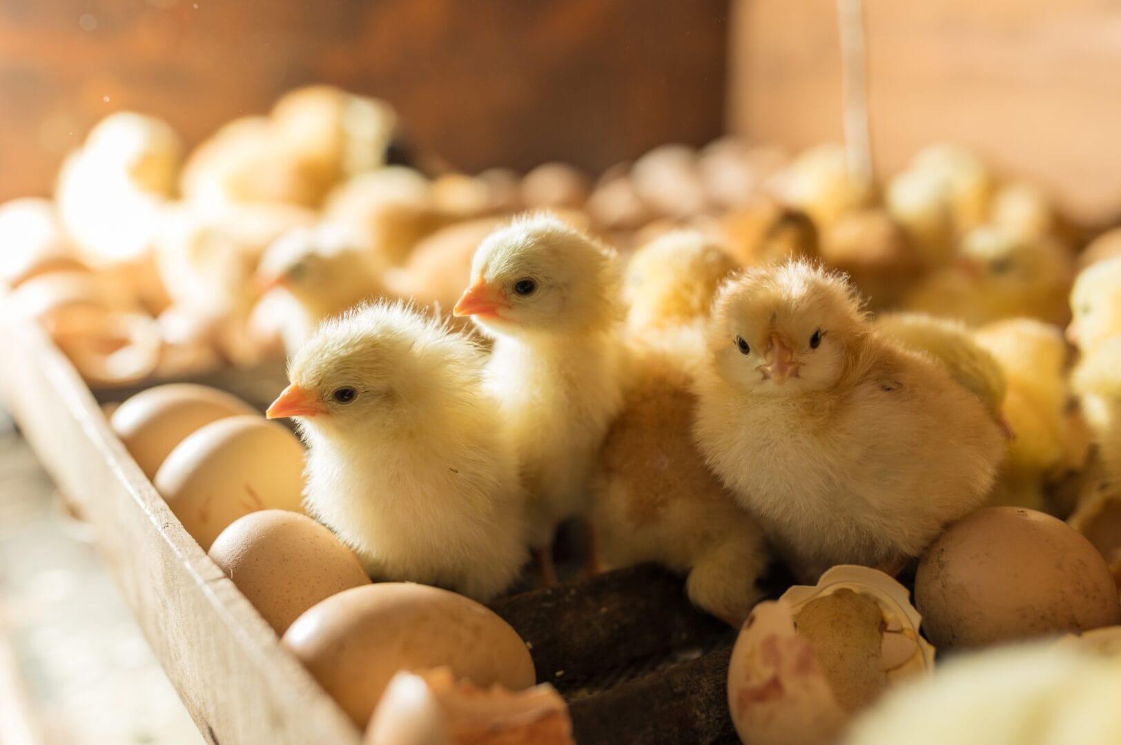 La drammatica sorte dei pulcini maschi. La dura verità che fa male a tanti animalisi