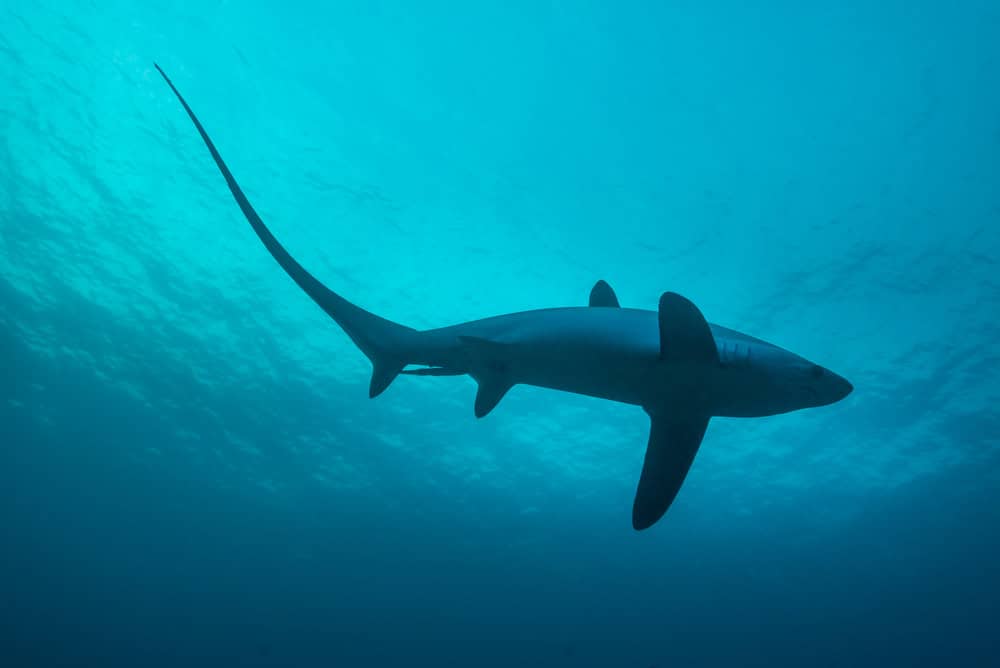 Alla scoperta degli squali volpe nell’incantevole oasi subacquea di Malapascua