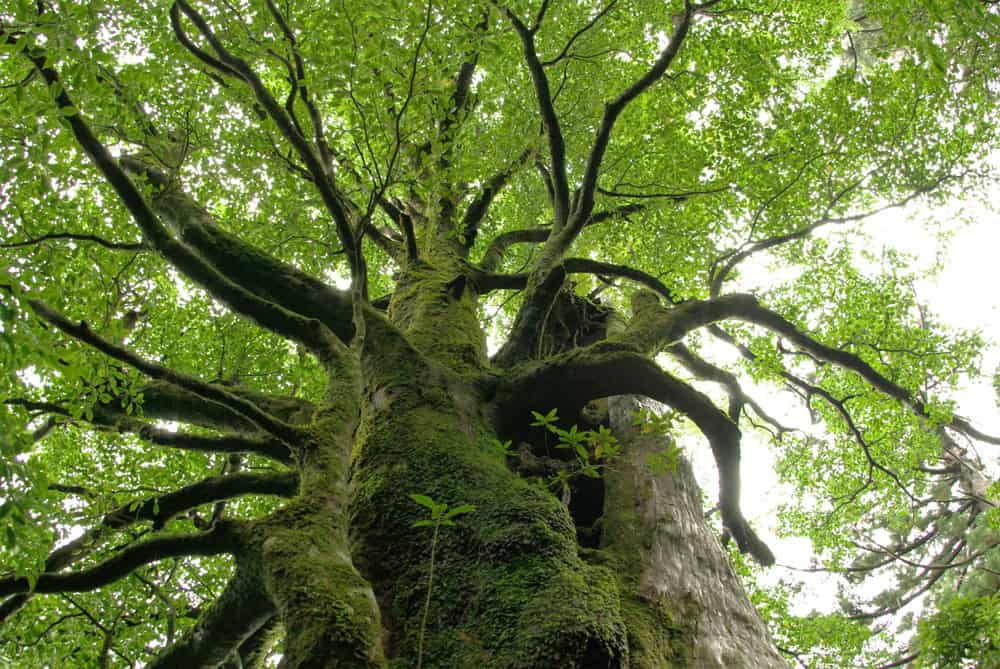 L’isola di Yakushima, Giappone: tra cedri millenari e biodiversità