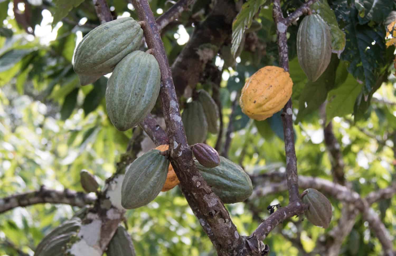 Crisi del cacao: un virus minaccia l’approvvigionamento globale di cioccolato
