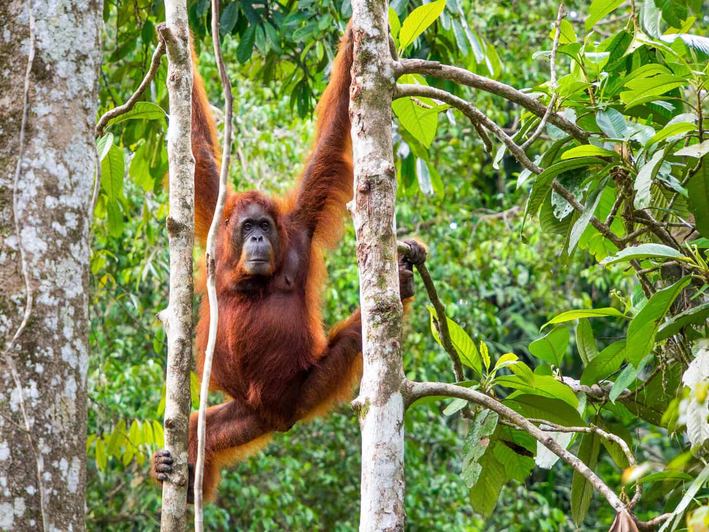 Borneo Malesiano: alla scoperta della sua incredibile biodiversità