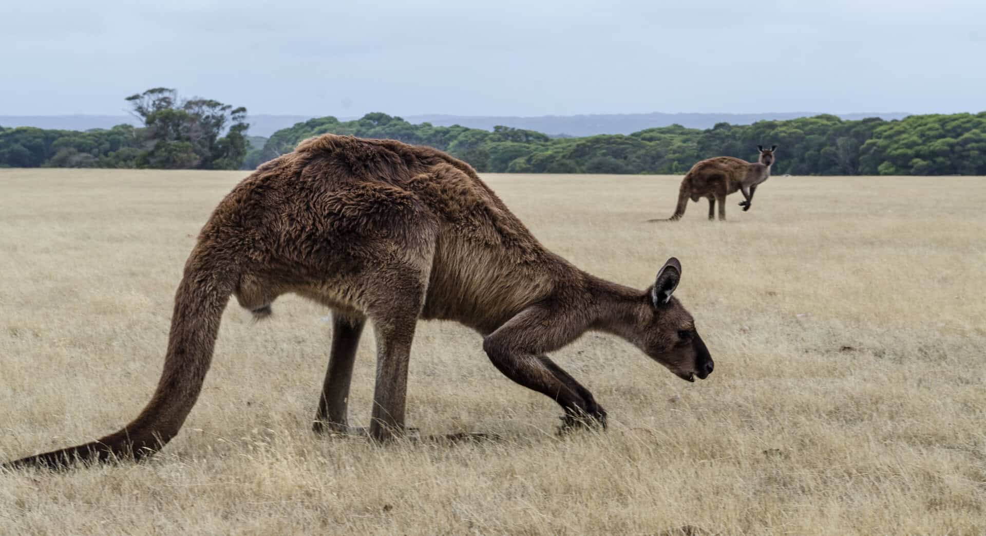 canguro gigante