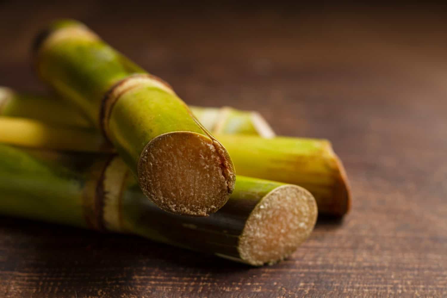 Mappatura del genoma trasforma la canna da zucchero in combustibile verde