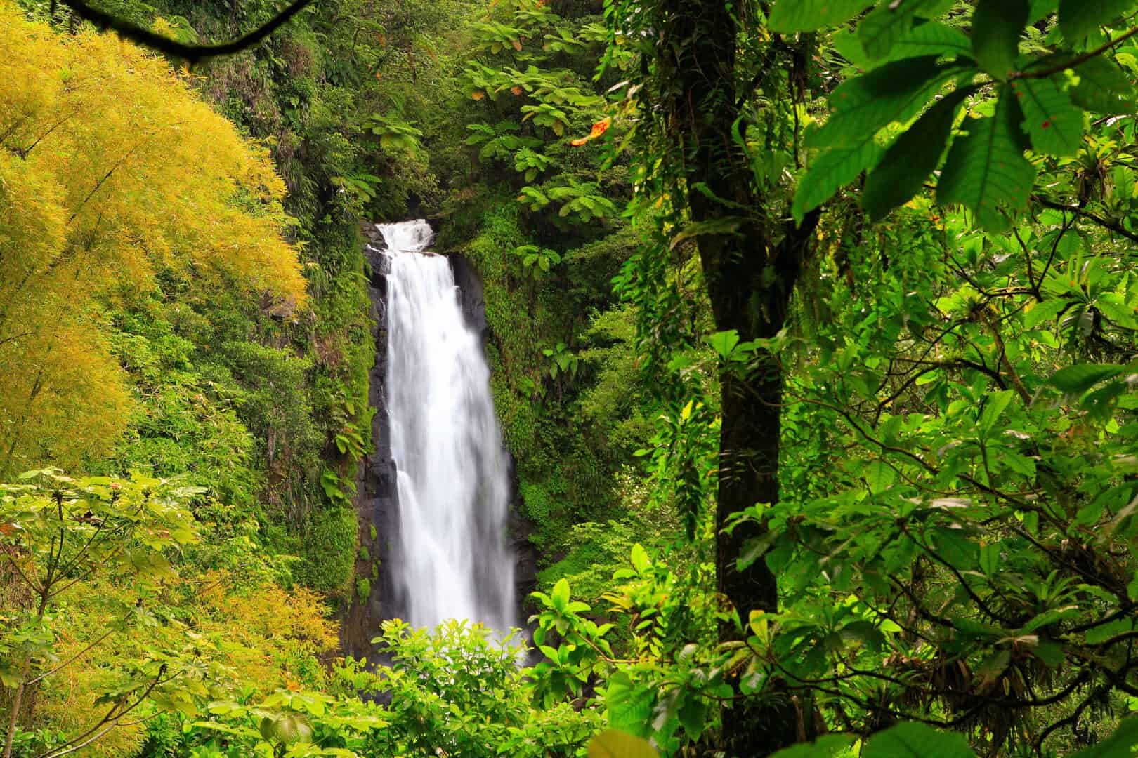 La natura selvaggia di Dominica, la lussreggiante isola dei Caraibi