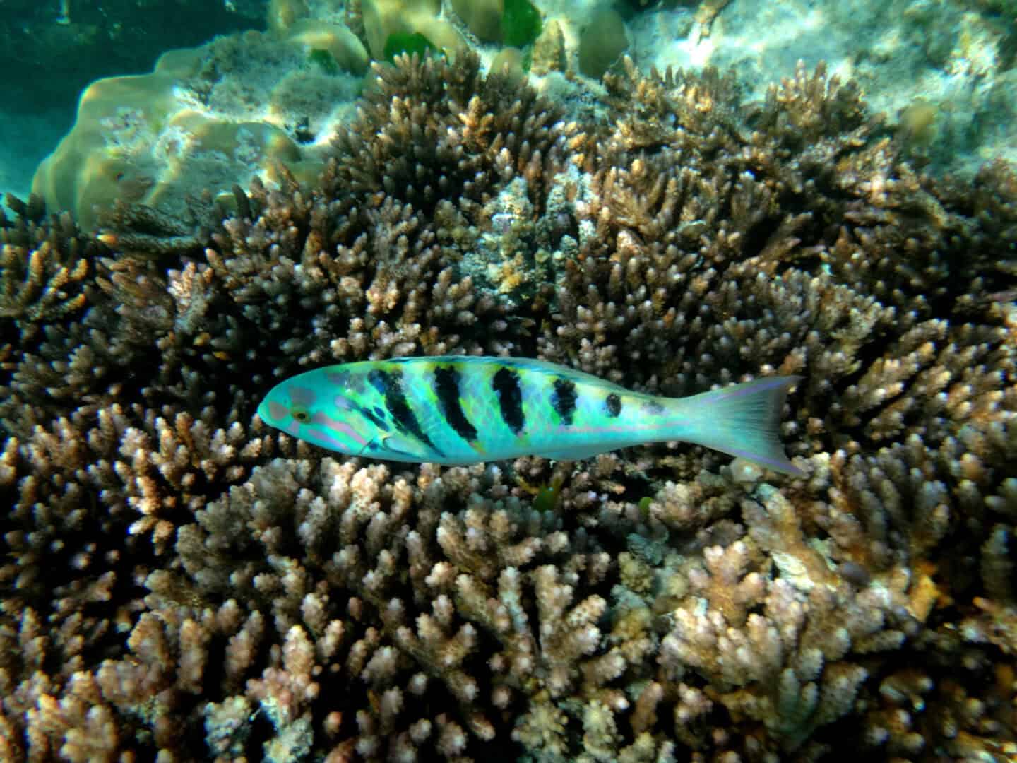 Espiritu Santo, Vanuatu: immersioni e avventure nelle acque cristalline