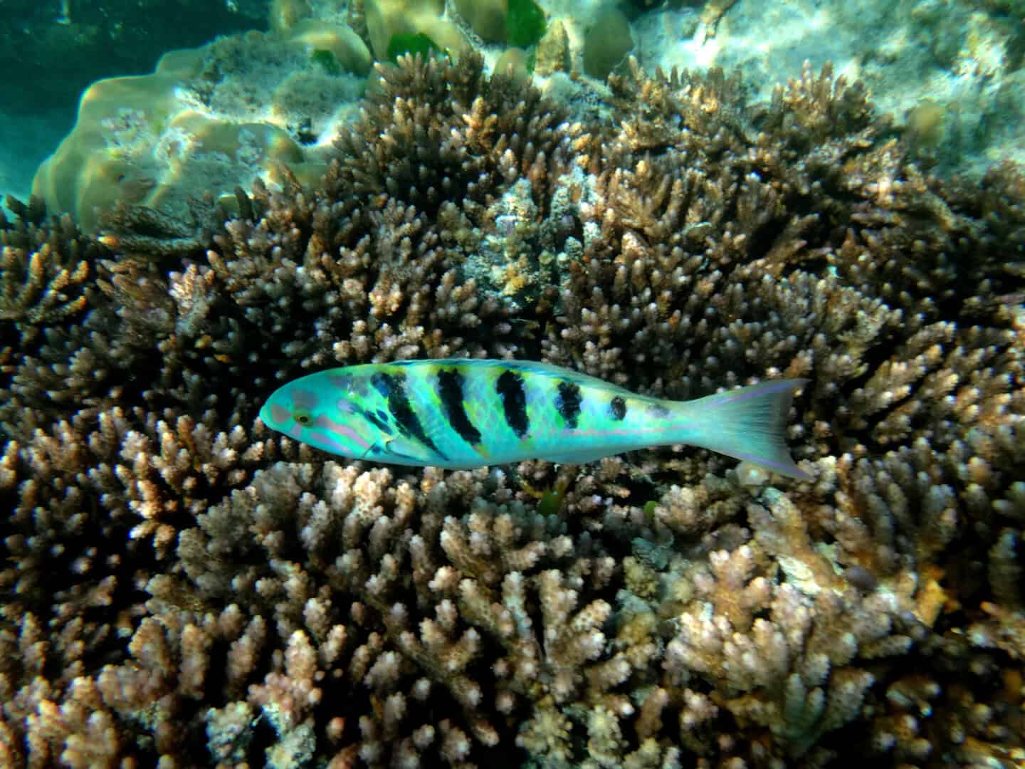 Espiritu Santo, Vanuatu: immersioni e avventure nelle acque cristalline