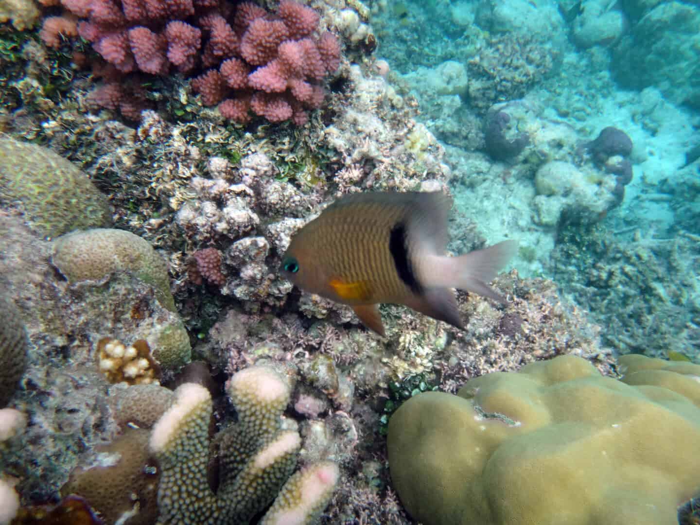 Isola di Espiritu Santo: meraviglie subacquee nel mare azzurro delle Vanuatu