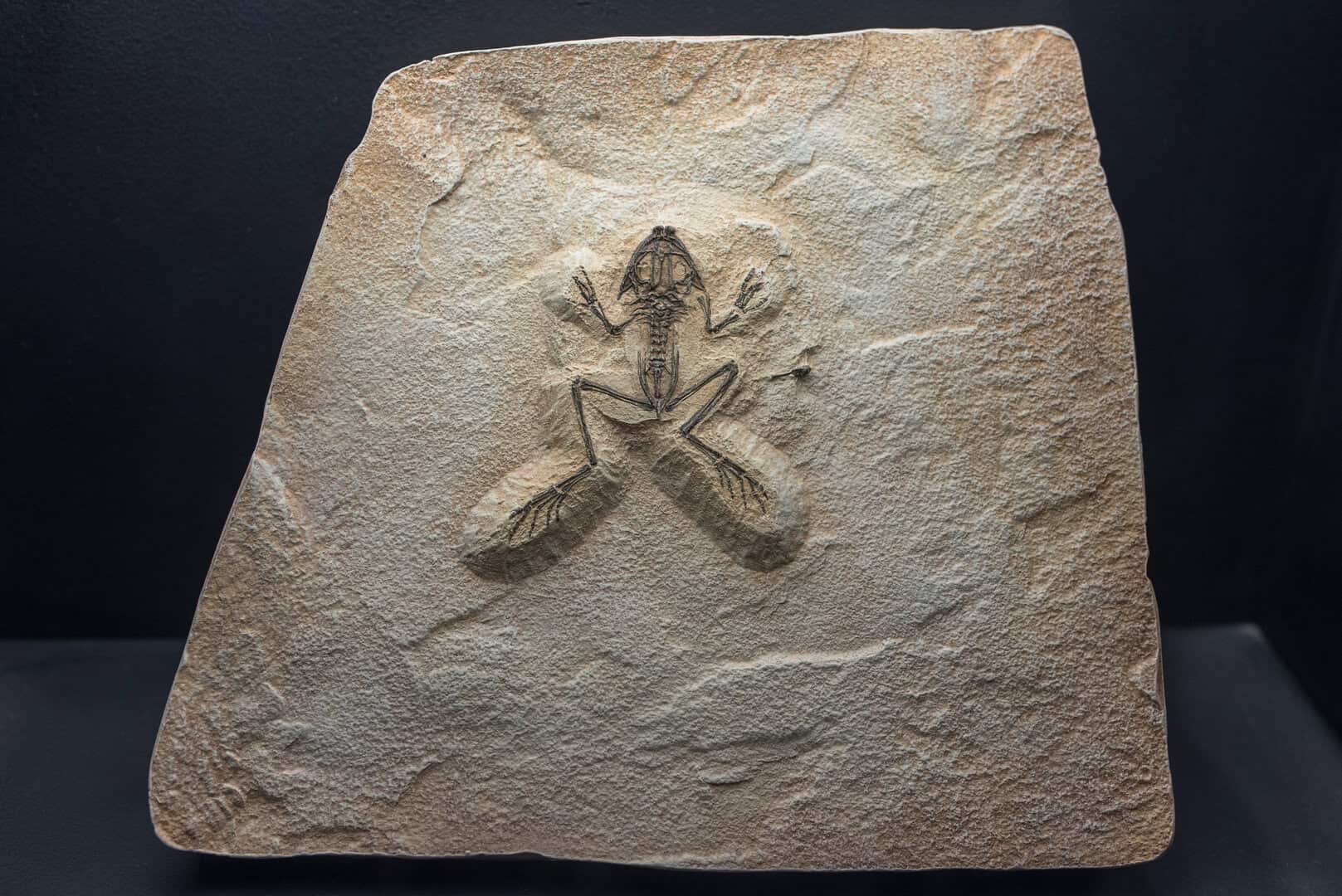 Scienza antica, nuove scoperte: fossili di rane ribaltano credenza centenaria 13 Scienza antica, nuove scoperte: fossili di rane ribaltano credenza centenaria