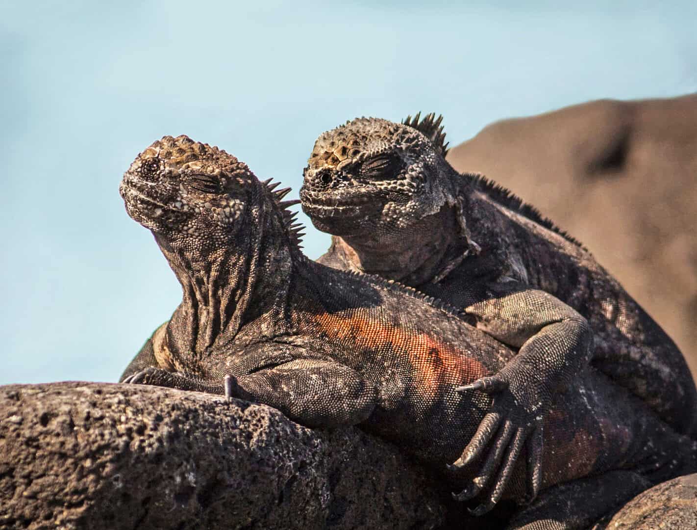 galapagos iguana