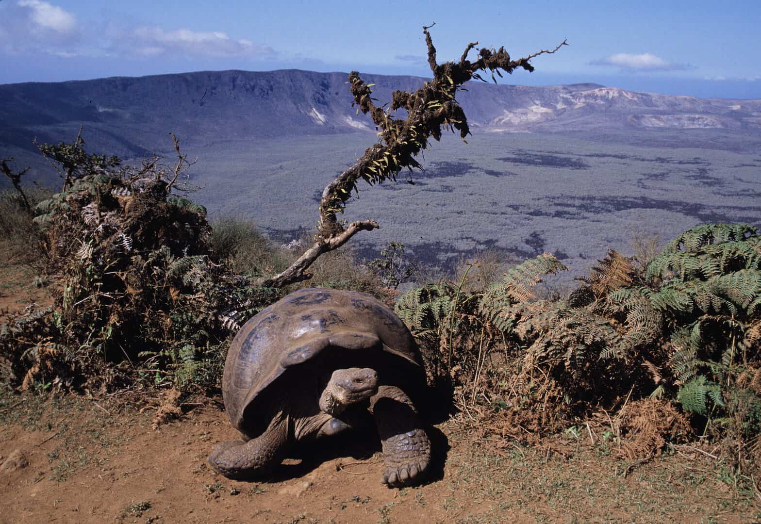 Galápagos, Ecuador: un viaggio attraverso l’iconico laboratorio vivente dell’evoluzione