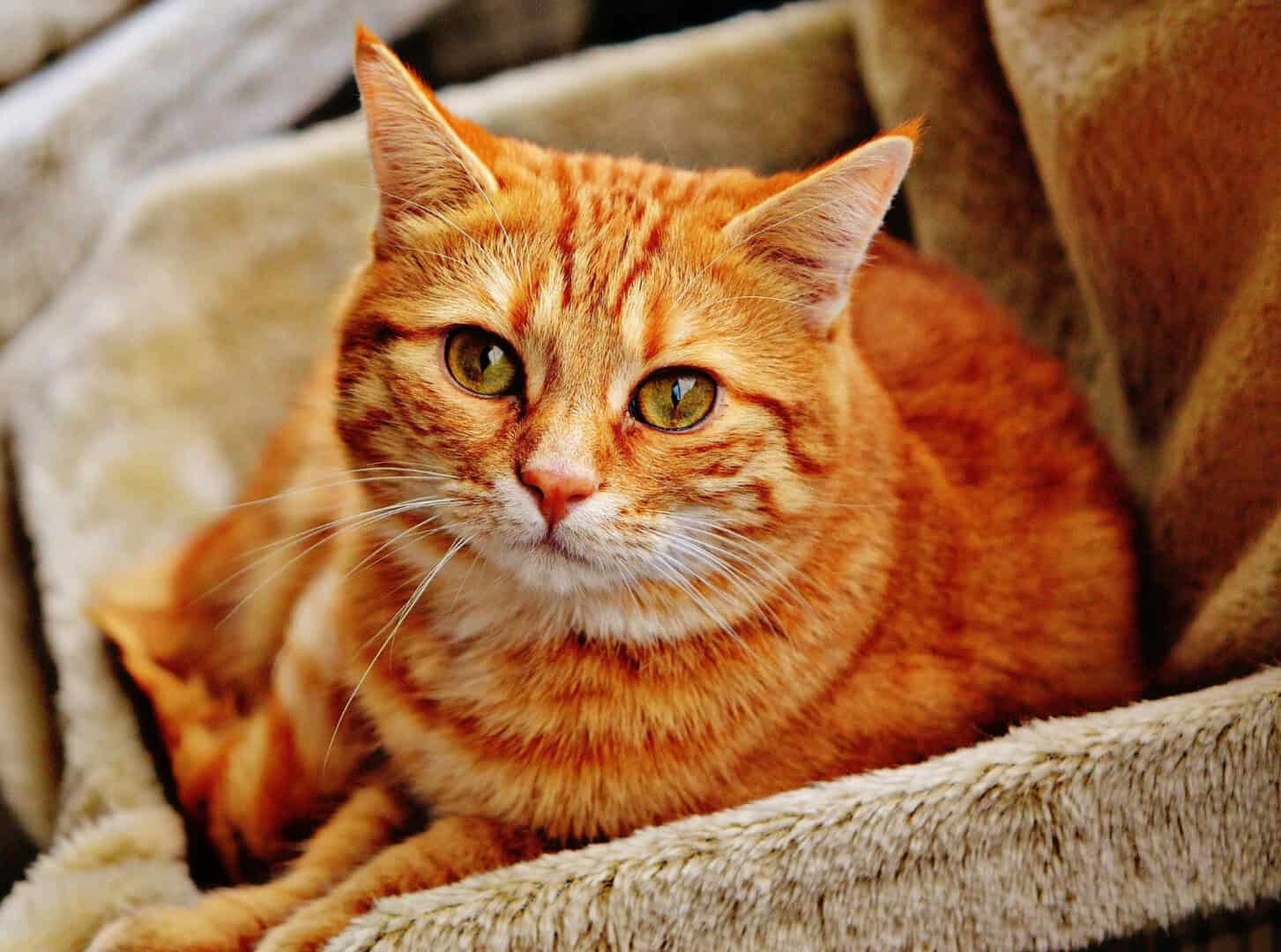 Il comportamento dei gatti arancioni: mito o realtà? 5 Il comportamento dei gatti arancioni: mito o realtà?