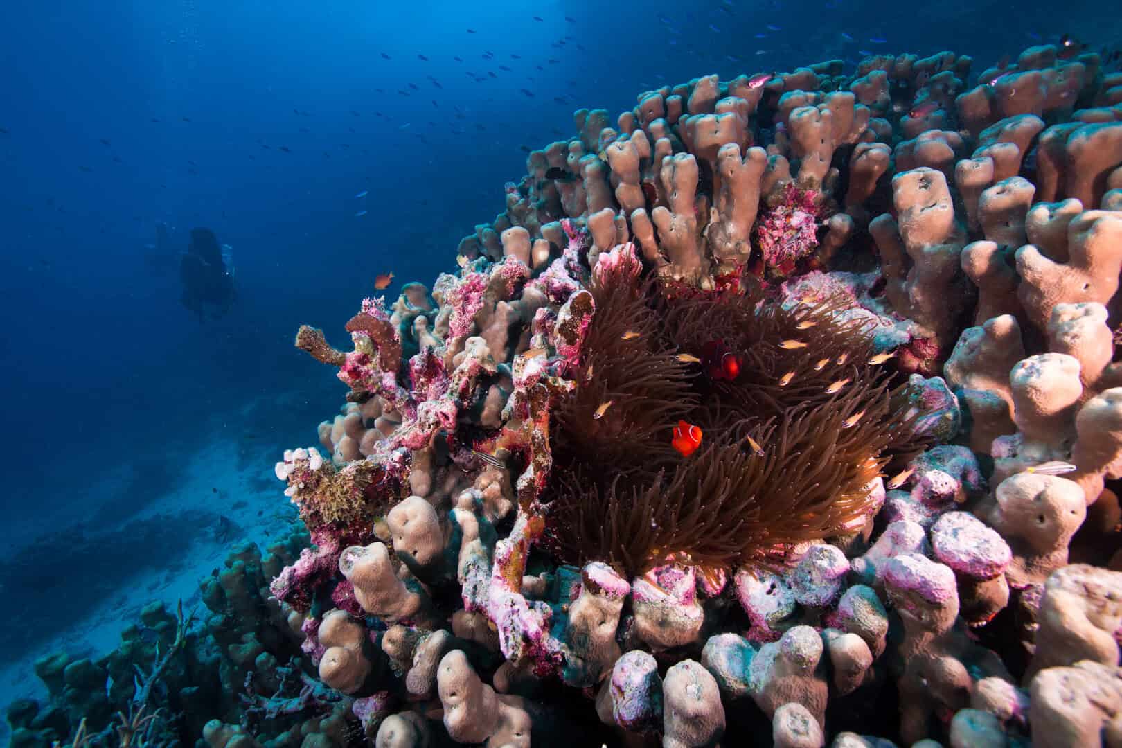 La Grande Barriera Corallina: meraviglia naturale minacciata dell’Australia