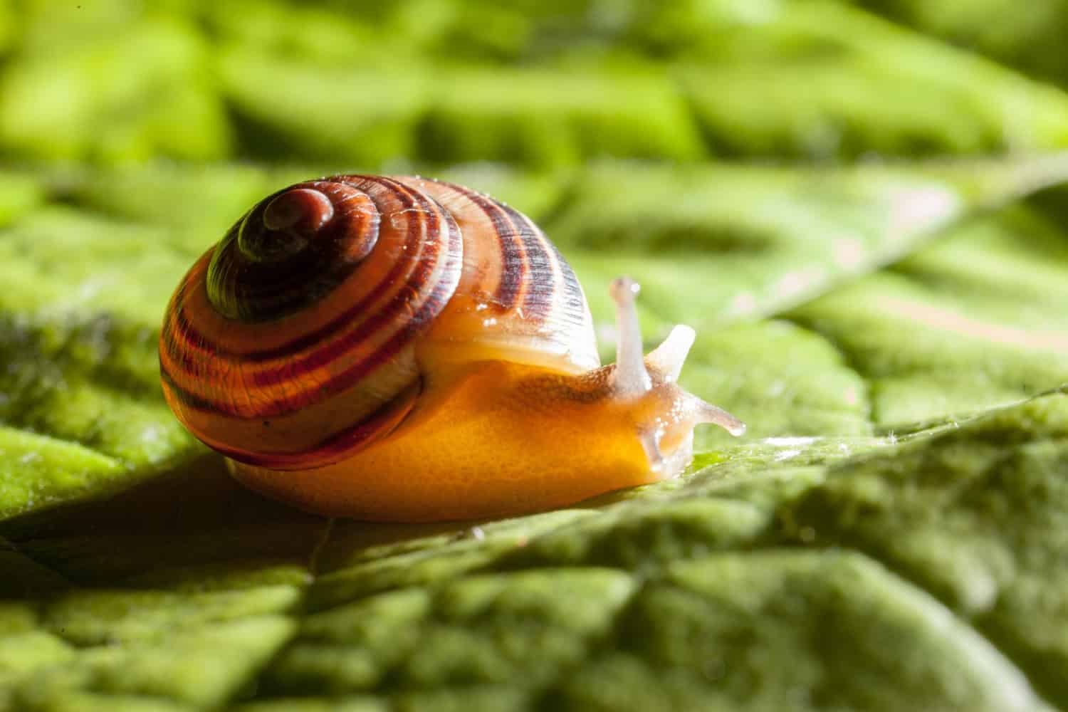 Scienziati scoprono i primi pigmenti polienici nei fossili