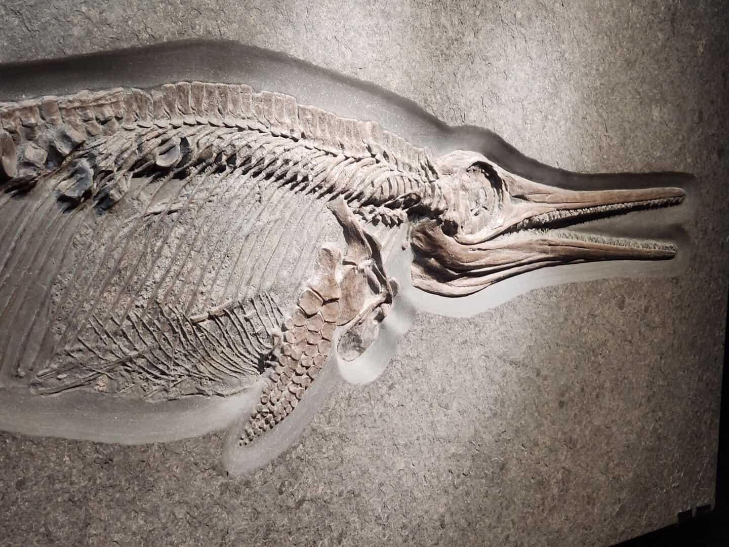 Scoperto in Inghilterra un antico rettile gigante lungo 25 metri