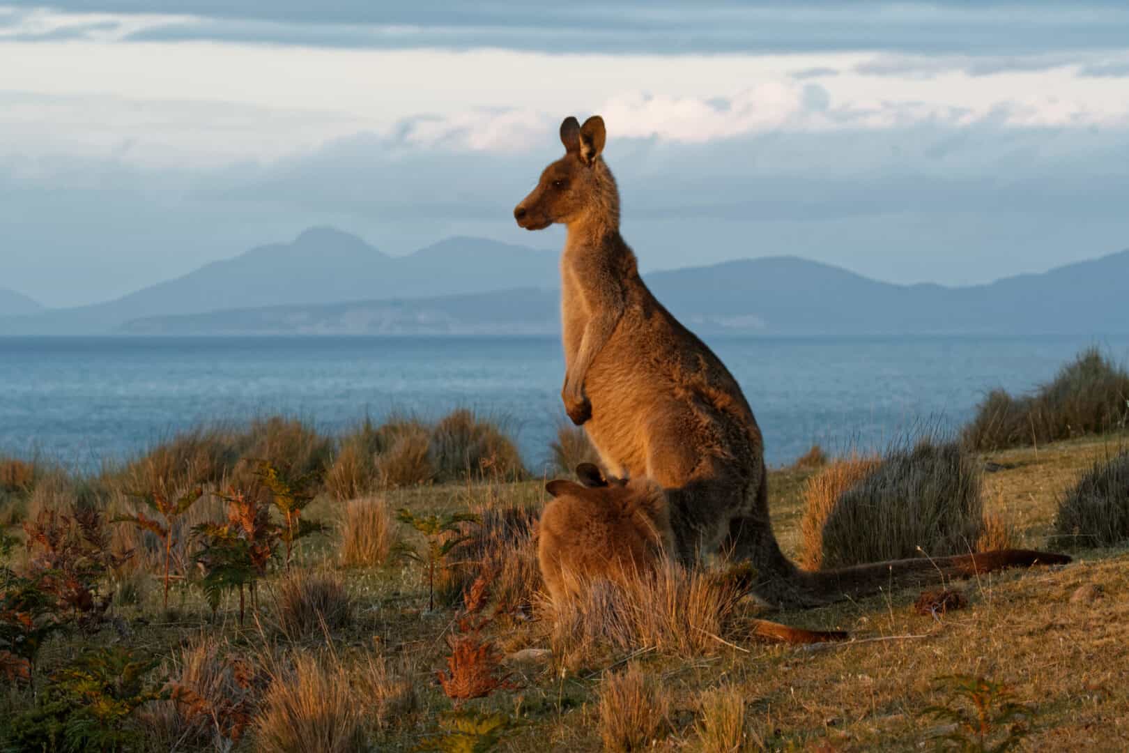 Kangaroo Island: canguri, koala e... panorami mozzafiato
