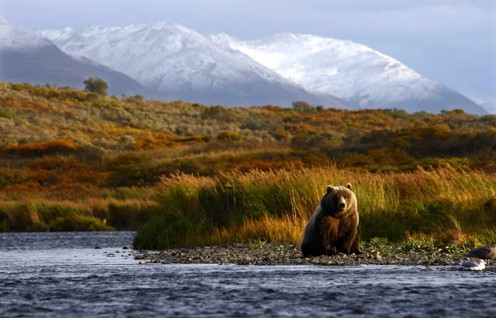 Kodiak, Alaska: un ecosistema unico dove regnano la natura e gli orsi