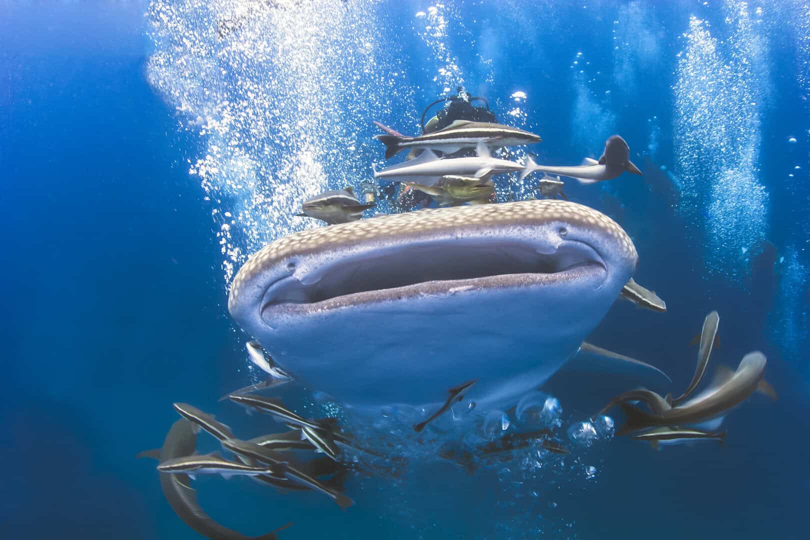 koh tao squalo