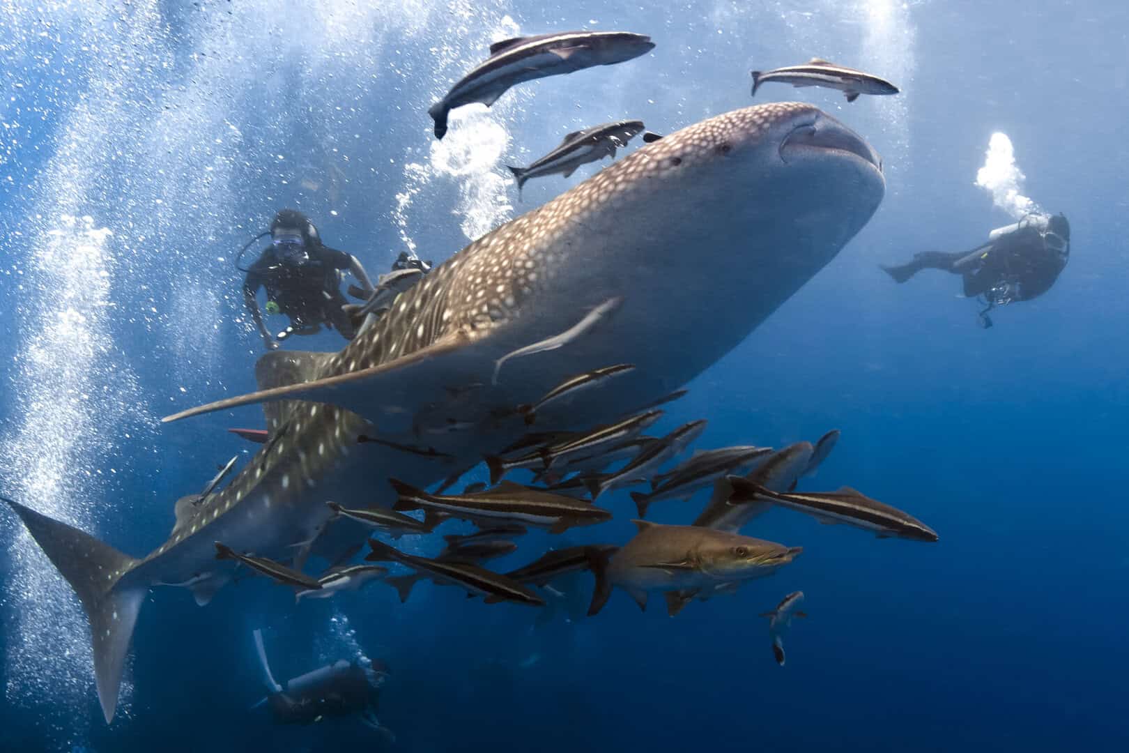koh tao sub