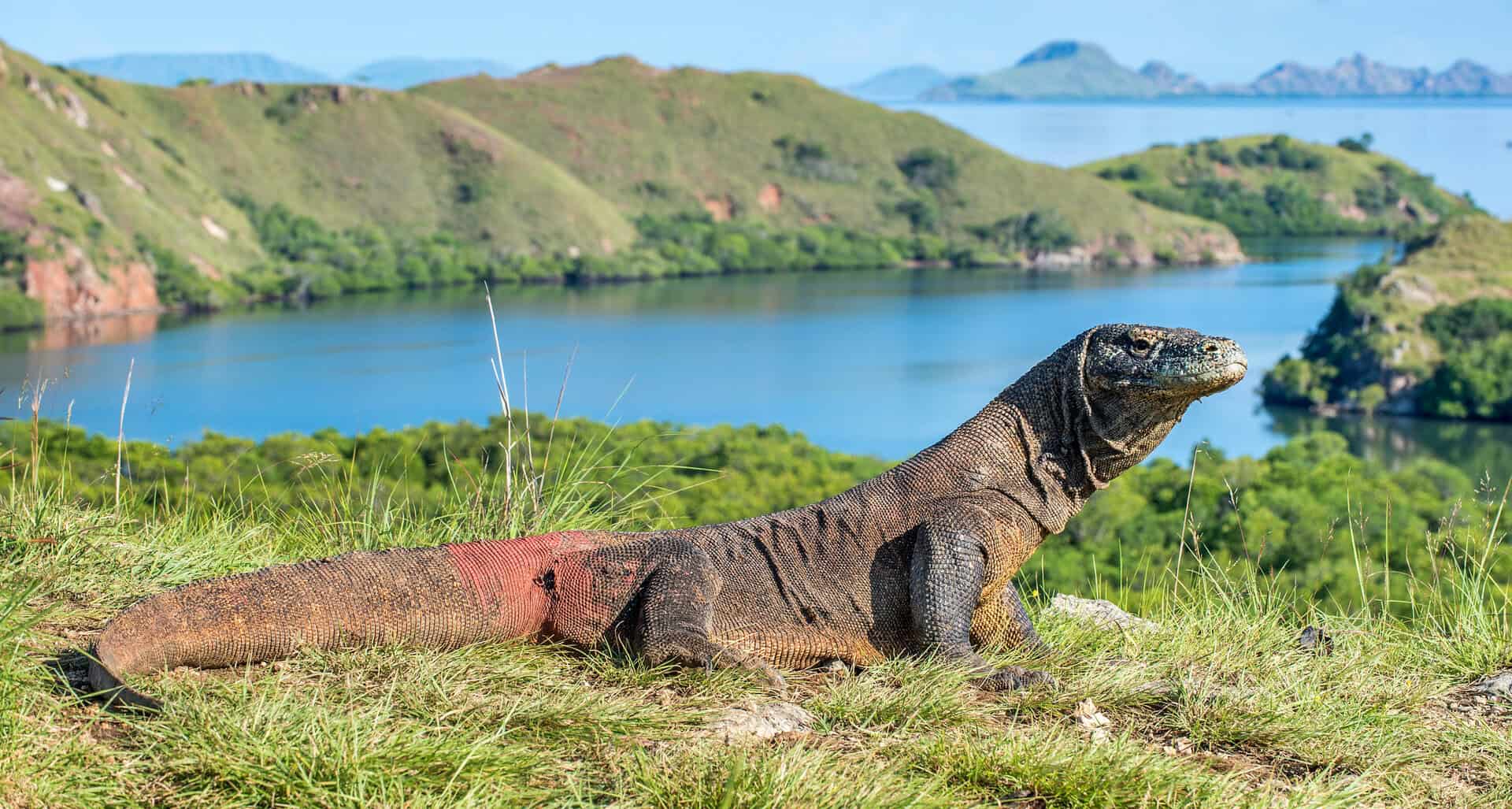 Komodo, l’isola dei draghi e dei coralli: un paradiso naturale