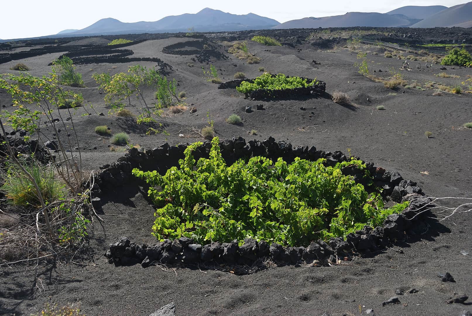 lanzarote vigneti