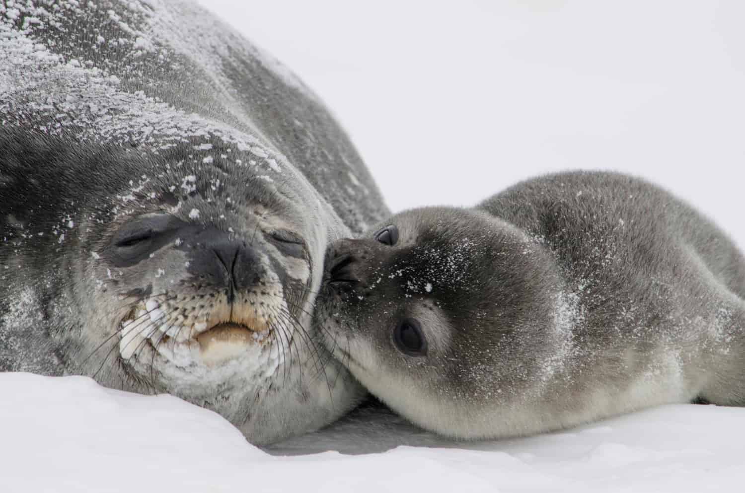 Il latte degli animali: tra stranezze e proprietà uniche