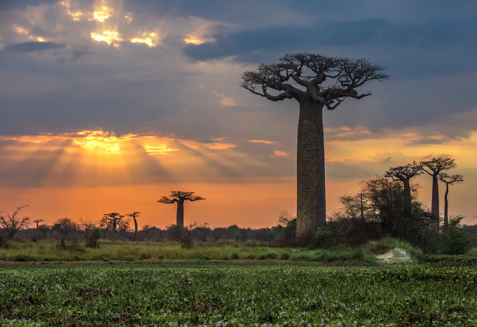 Madagascar: un’incredibile fusione di natura, spiagge mozzafiato e fauna unica